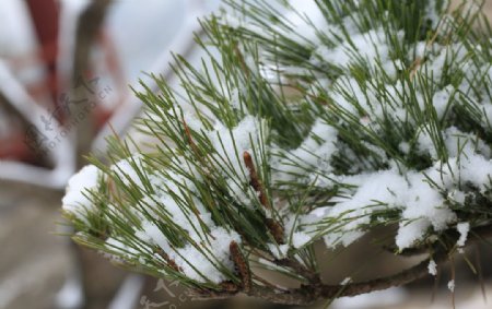 雪中植物特写素材