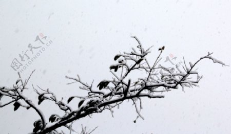 雪下树枝