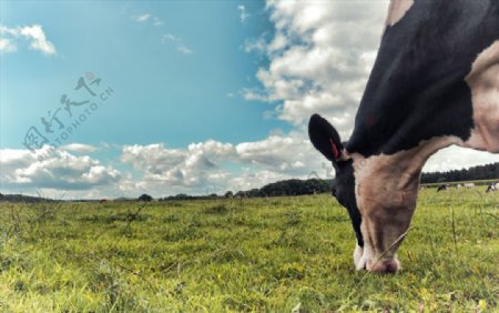草场上吃青草的奶牛