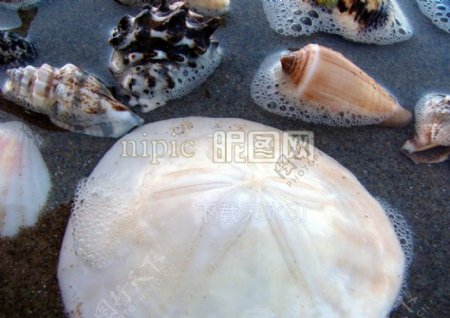 贝壳海螺精美