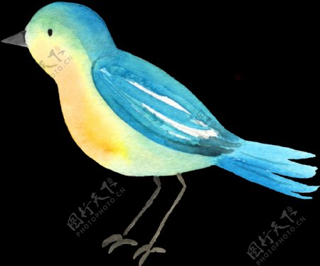 可爱手绘蓝色小鸟透明素材