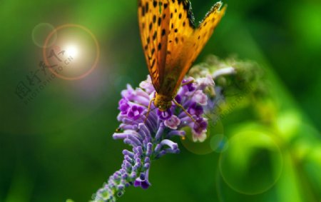 生态摄影蝴蝶