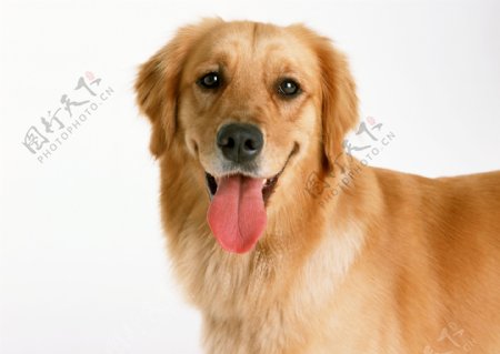伸舌头的金毛狗狗