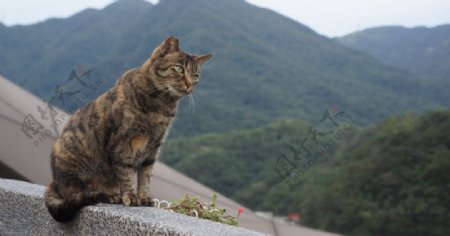 猫咪远望山景