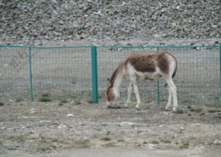青藏高原的藏野驴