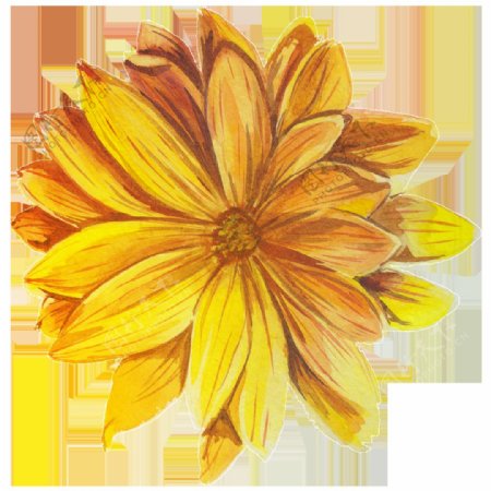 黄色菊花水彩透明花朵素材