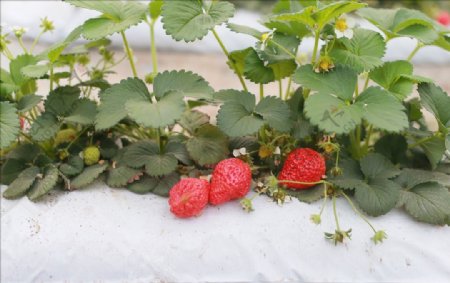 草莓大棚食物蔬菜水果