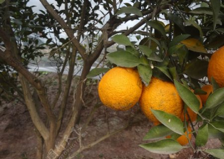 水果柑橘杂柑