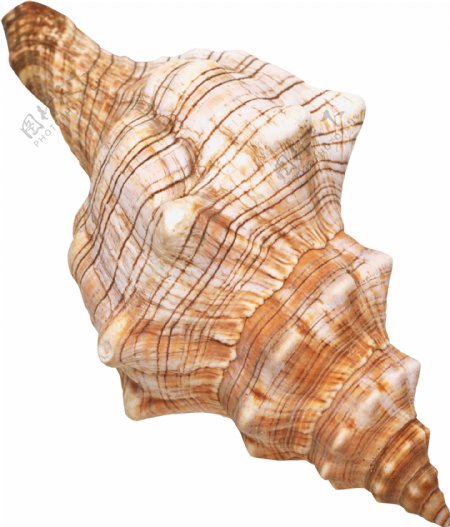 漂亮浅棕色海螺图片免抠png透明图层素材