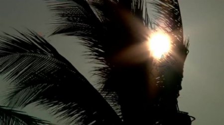 实拍热带椰子树视频素材