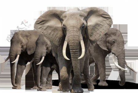 三头大象图片免抠png透明素材