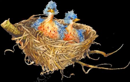 雏鸟和鸟巢免抠png透明素材