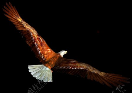 飞翔棕色的老鹰免抠png透明素材