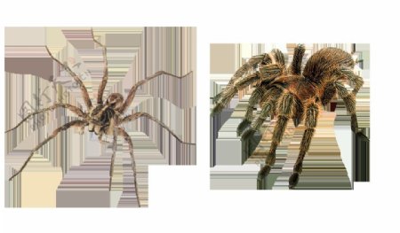 花蜘蛛图片免抠png透明图层素材