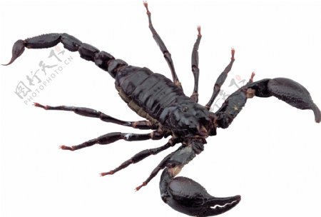 黑蝎子免抠png透明图层素材