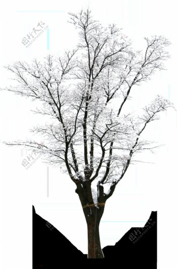 冬季落雪树枝png元素素材