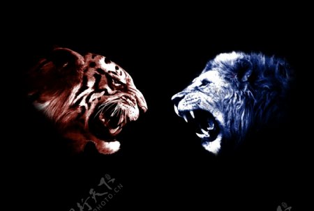 老虎狮子对抗