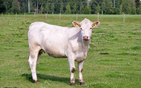 草原白色奶牛
