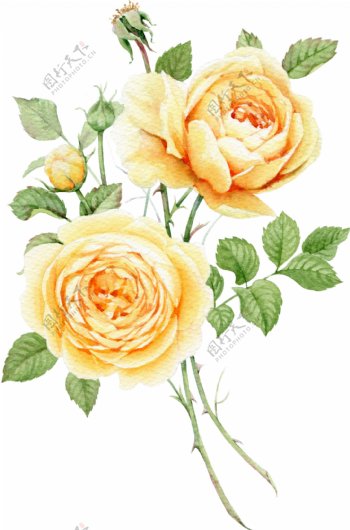黄色玫瑰花卡通透明素材