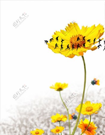 植物花卉psd设计背景图野菊花