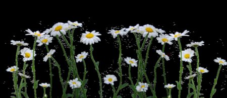 可爱洁白花卉透明素材
