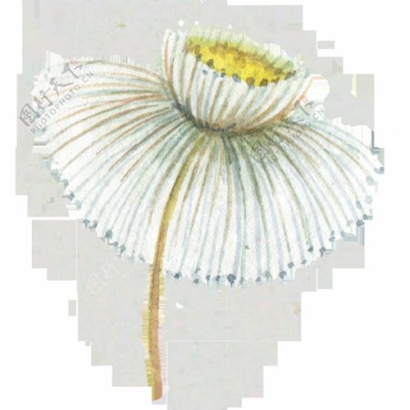 白色雏菊简约透明素材