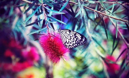 美丽蝴蝶