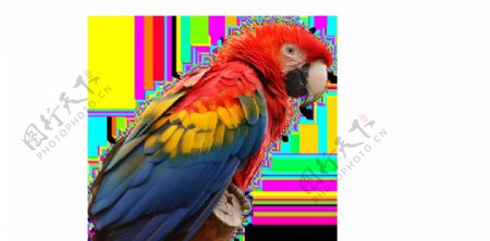 彩色鹦鹉实景png元素