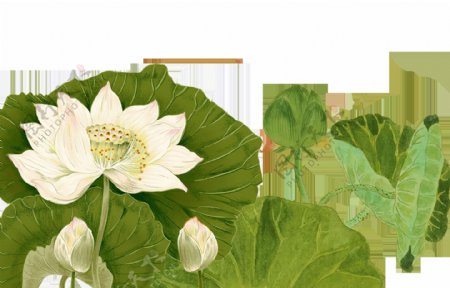 手绘植物白色莲花透明素材