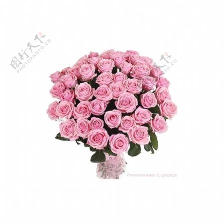 清新深粉色玫瑰花花朵花束实物元素