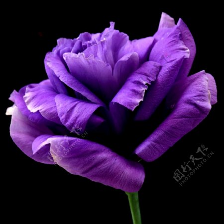 黑色底紫花