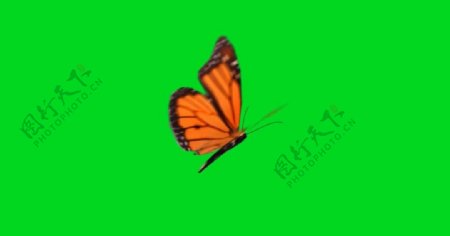 蝴蝶翩翩飞舞绿色抠图背景
