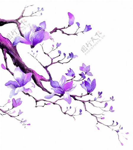 樹枝上的紫色木棉花