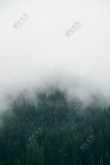 雾影朦胧的森林
