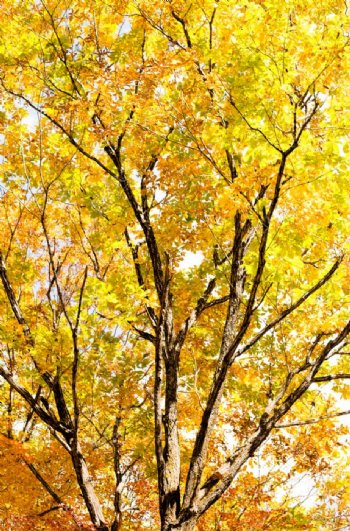 秋天金色的树