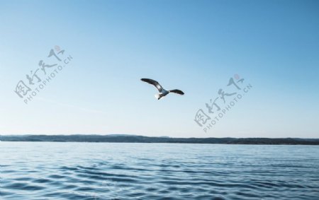 一只海鸥飞翔