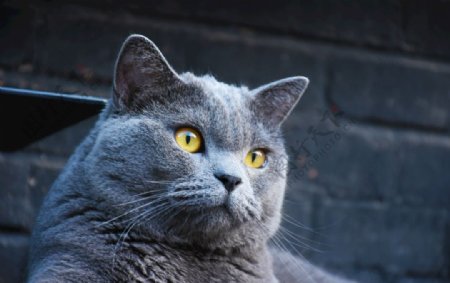 大胖猫懒猫蓝猫烟头