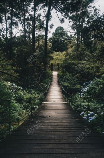 森林中吊桥
