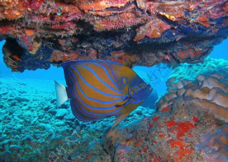 海底潜水珊瑚热带鱼