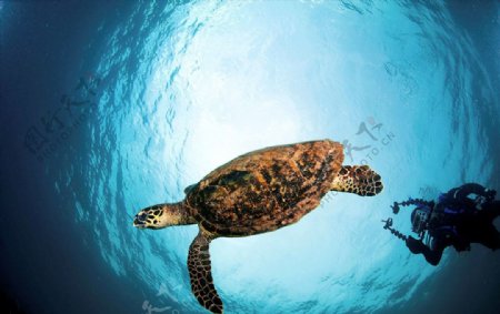 潜水员海底摄影海龟