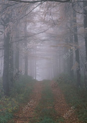 森林步道