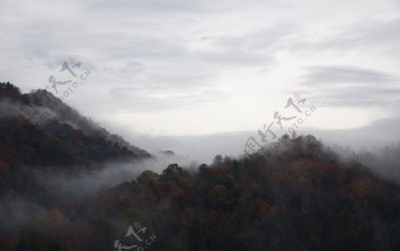 森林上空的雾