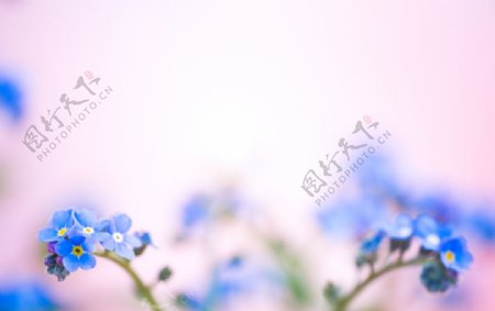 温馨蓝色勿忘我花朵背景