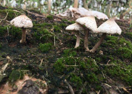 一群小蘑菇野生菌