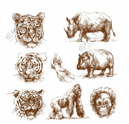 8款手绘野生动物矢量