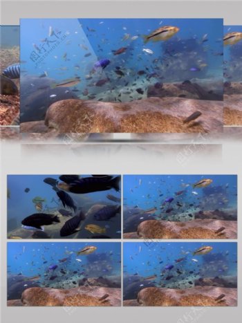海底热带鱼视频音效