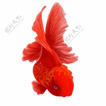 中国风红色锦鲤金鱼