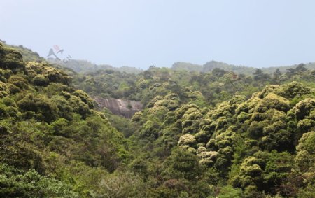 天然阔叶林