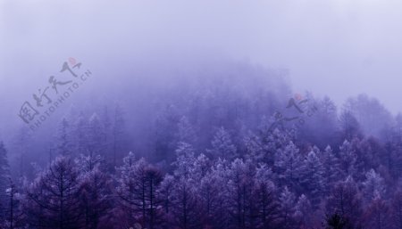 树林紫色抽象烟雾