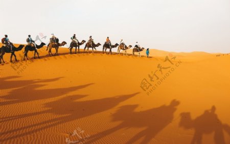 沙漠骆驼队伍摄影